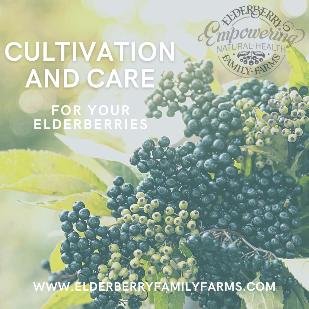 Cultivation and Care for Elderberries Elderberry Family Farms